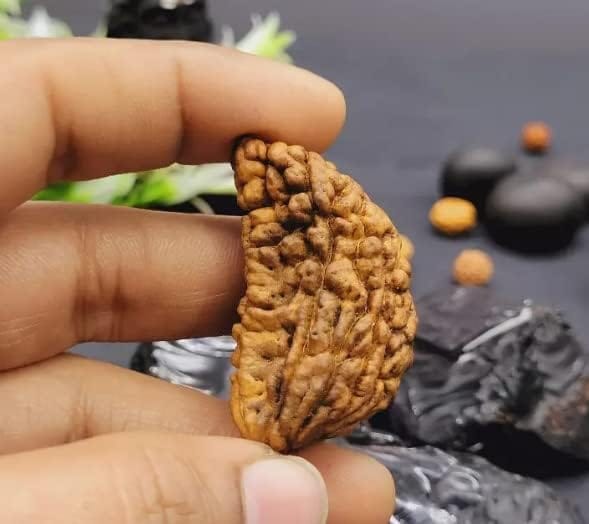 Real Earth Gems 1 Mukhi Original Certified Religious Ek Mukhi Rudraksha - Image 4