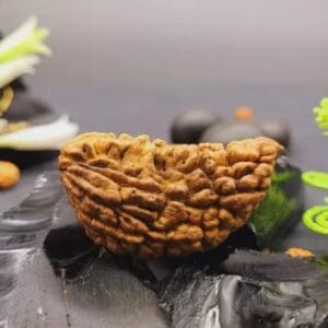 Real Earth Gems 1 Mukhi Original Certified Religious Ek Mukhi Rudraksha