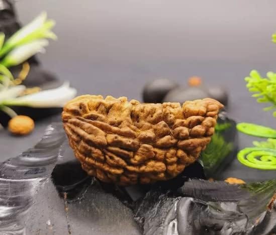 Real Earth Gems 1 Mukhi Original Certified Religious Ek Mukhi Rudraksha
