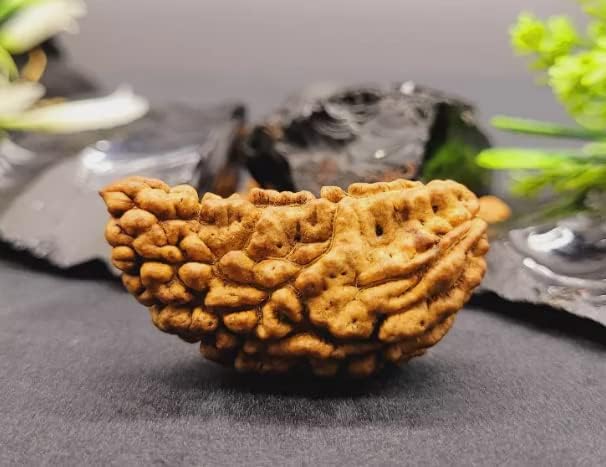 Real Earth Gems 1 Mukhi Original Certified Religious Ek Mukhi Rudraksha - Image 3