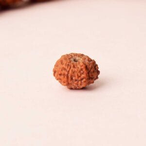 Certified 11 Mukhi Natural Rudraksha Bead (Nepali)