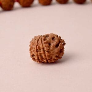 Certified 8 Mukhi Natural Rudraksha Bead (Nepal)
