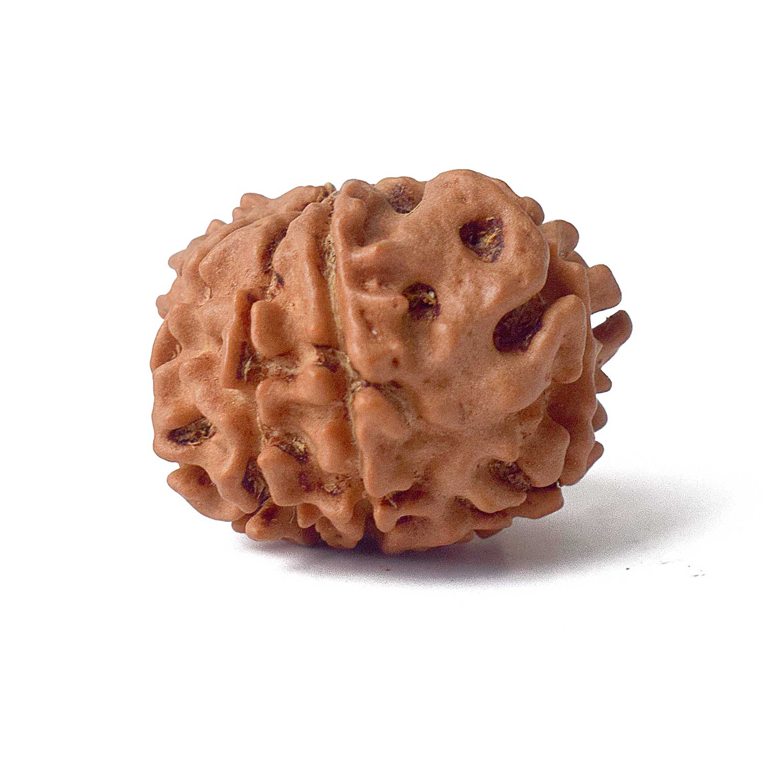Certified 8 Mukhi Natural Rudraksha Bead (Nepal) - Image 3
