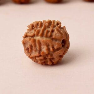 Certified 7 Mukhi Natural Rudraksha Bead (Nepal)