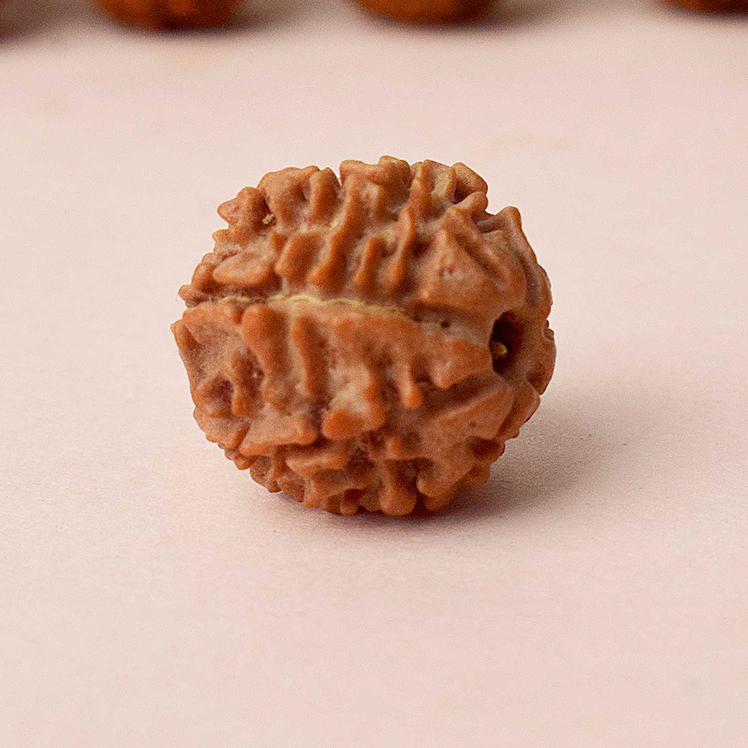 Certified 7 Mukhi Natural Rudraksha Bead (Nepal)