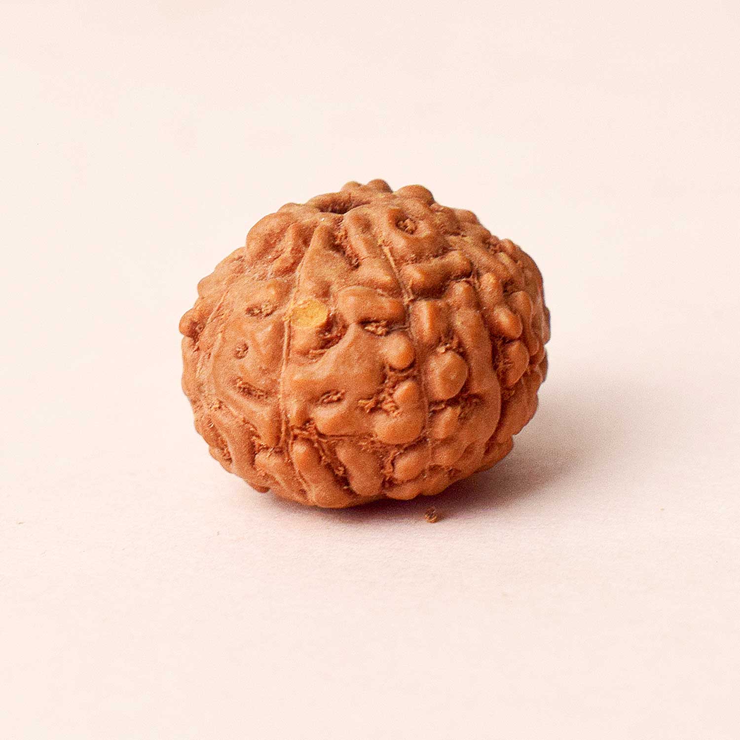 Certified 9 Mukhi Natural Rudraksha Bead (Nepal) - Image 4