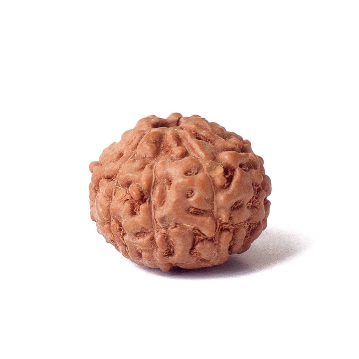 Certified 9 Mukhi Natural Rudraksha Bead (Nepal) - Image 2