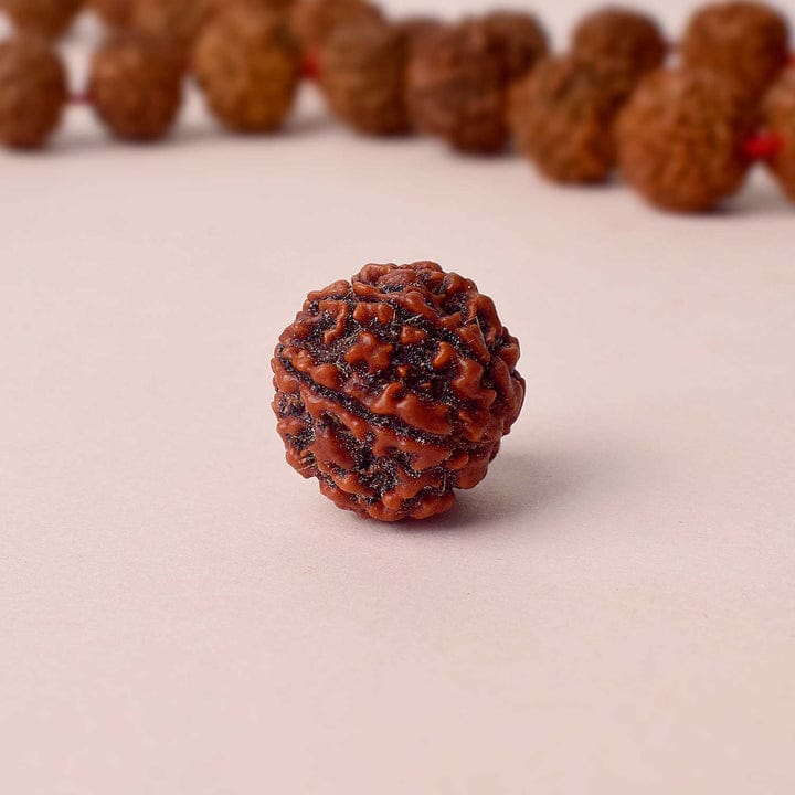 Certified 6 Mukhi Natural Rudraksha Bead (Nepali) - Image 4