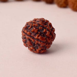 Certified 6 Mukhi Natural Rudraksha Bead (Nepali)