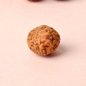 Certified 10 Mukhi Natural Rudraksha Bead (Nepali)