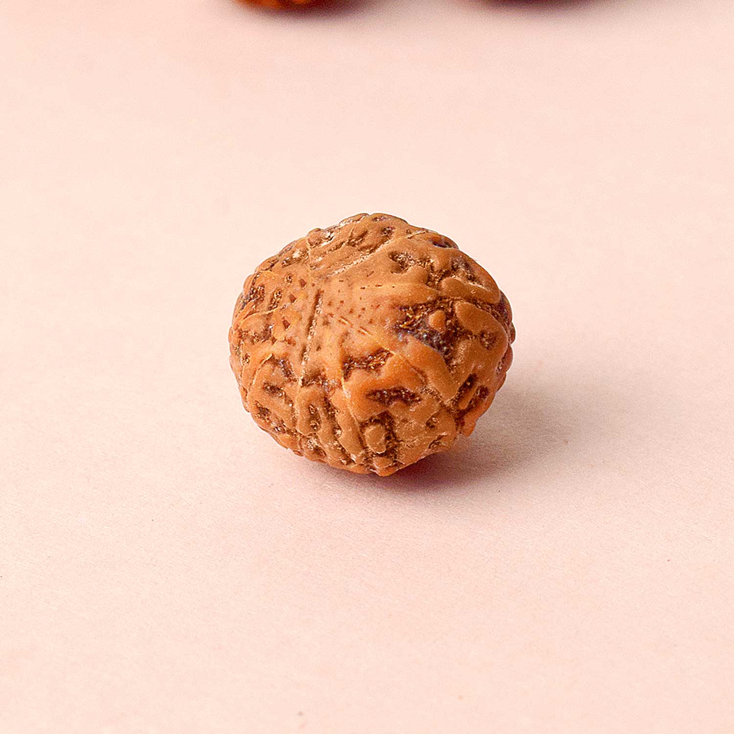 Certified 10 Mukhi Natural Rudraksha Bead (Nepali)
