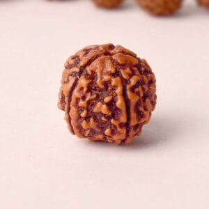Certified 5 Mukhi Natural Rudraksha Bead (Nepali)