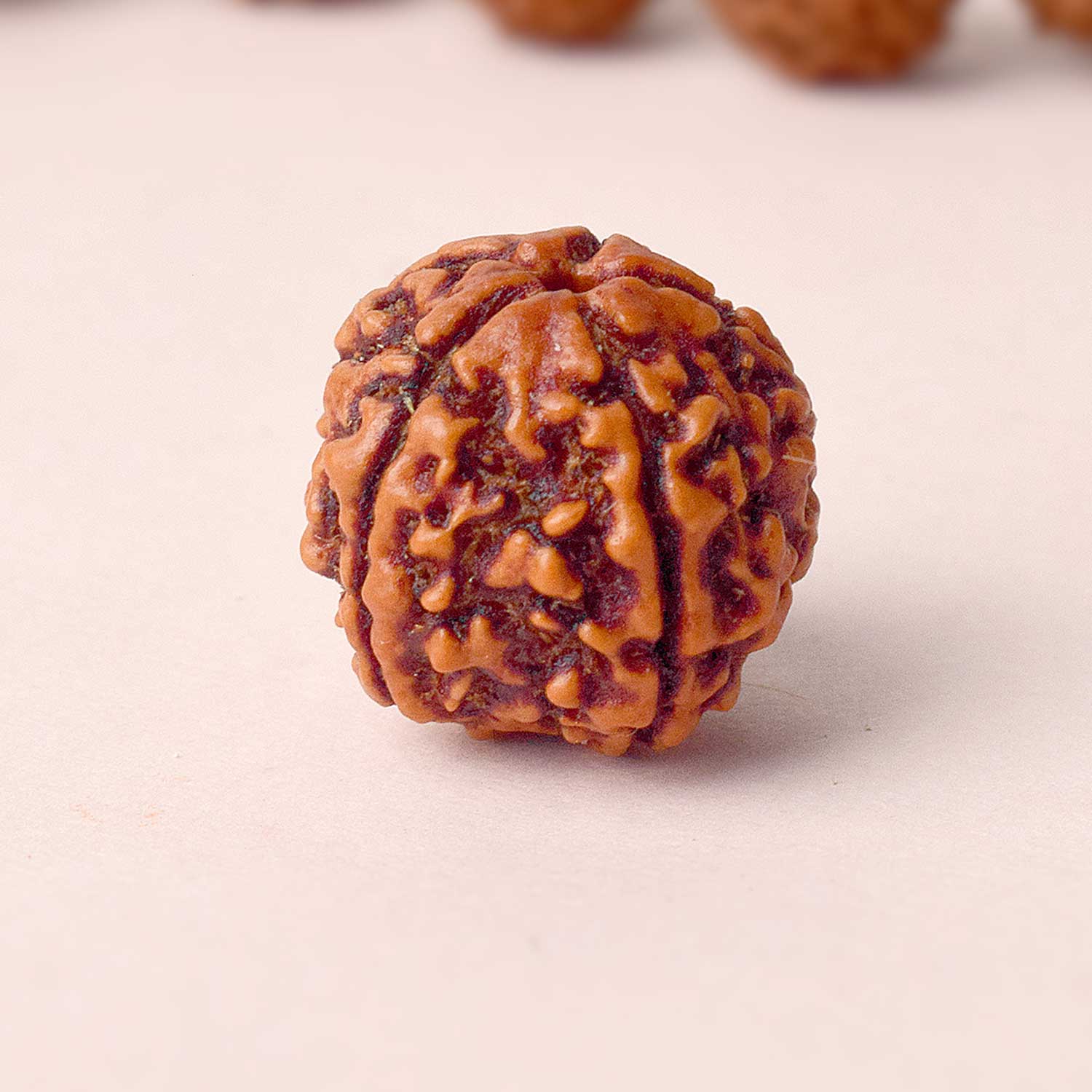 Certified 5 Mukhi Natural Rudraksha Bead (Nepali)