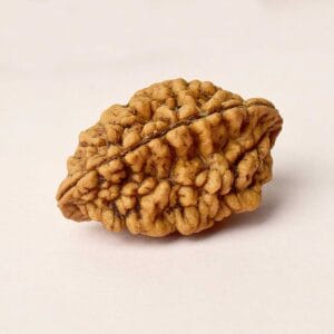 Certified 2 Mukhi Natural Rudraksha Bead