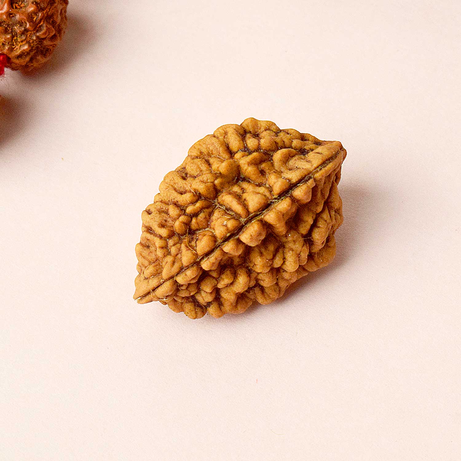 Certified 2 Mukhi Natural Rudraksha Bead - Image 2