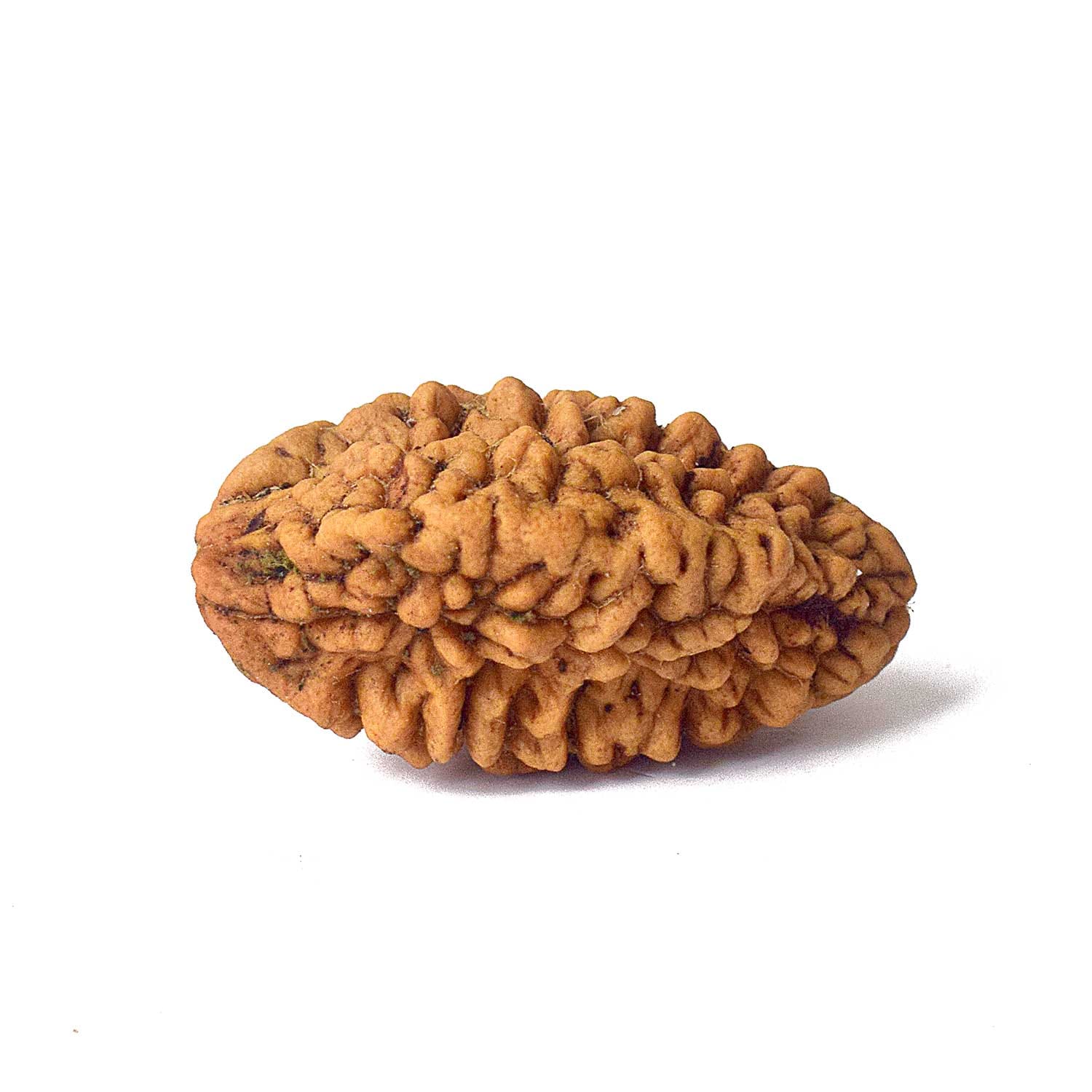 Certified 2 Mukhi Natural Rudraksha Bead - Image 3