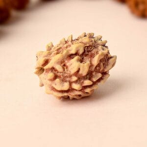 Certified 3 Mukhi Natural Rudraksha Bead (Nepali)