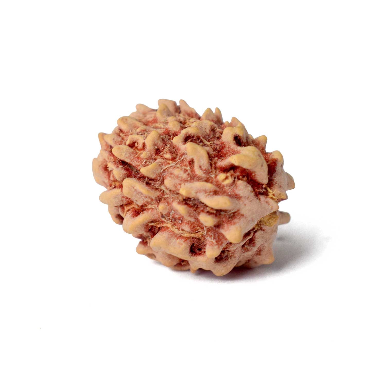 Certified 3 Mukhi Natural Rudraksha Bead (Nepali) - Image 2