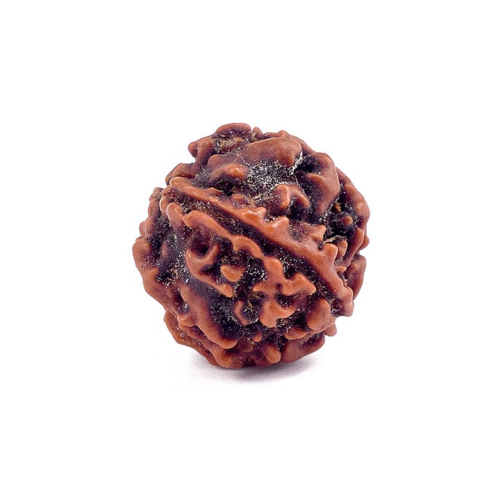 Certified 4 Mukhi Rudraksha Bead for (Nepali) - Image 2